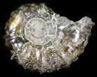 Polished, Agatized Douvilleiceras Ammonite - #29311-1